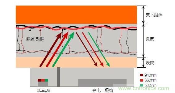 反射光脈搏測量原理。傳感器發(fā)出的光透過皮膚和組織，一部分被吸收，一部分被反射回檢測器。因為動脈中的血流量隨心臟的每次跳動會有所變化，因此光線被吸收的量以及檢測器收到的信號強度也會隨之發(fā)生改變。綠光可以在手腕處提供最佳結(jié)果，而紅光和紅外光一般用于手指測量。 8