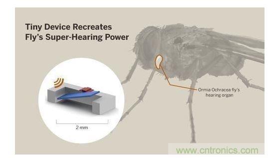 顯示研究人員們經(jīng)由這種寄生蠅的聲音處理機制啟發(fā)，開發(fā)出一款低功耗的麥克風組件。