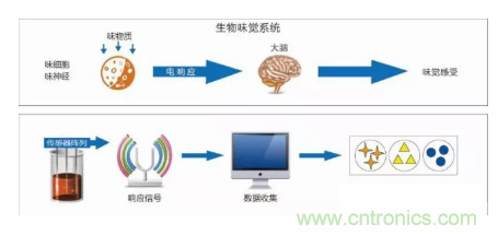 仿生傳感器的定義、原理、分類及應(yīng)用