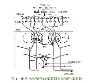 仿生傳感器的定義、原理、分類及應(yīng)用